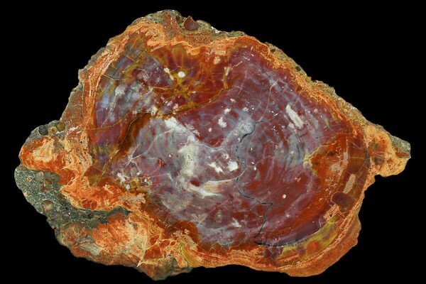 A polished section of Arizona "rainbow" petrified wood showing the vibrant colorations that sometimes occur.